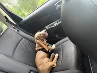 Churro, a female Basset Hound for sale in Orlando, FL – 7 of 10