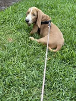 Churro, a female Basset Hound for sale in Orlando, FL – 4 of 10