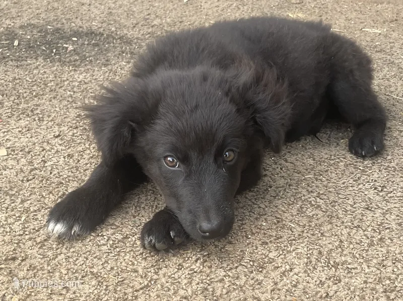 Black Ranger , a male Australian Shepherd for sale in Willcox, AZ – 1 of 2