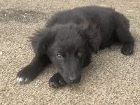 Black Ranger , a male Australian Shepherd for sale in Willcox, AZ – 1 of 2