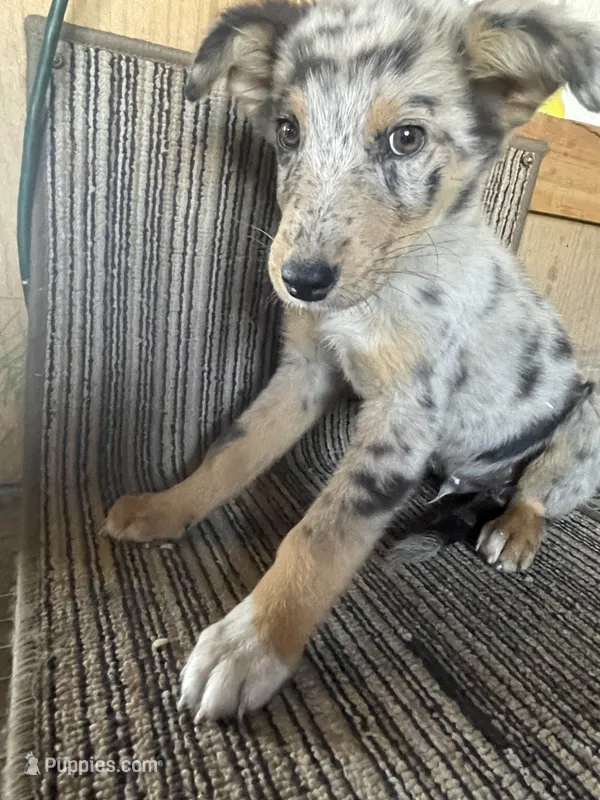 Rainbow , a male Australian Shepherd for sale in Willcox, AZ – 1 of 3