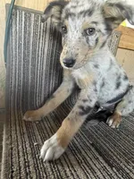 Rainbow , a male Australian Shepherd for sale in Willcox, AZ – 1 of 3