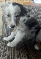 Pig, a male Australian Shepherd for sale in Willcox, AZ – 2 of 3