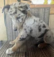 Rainbow , a male Australian Shepherd for sale in Willcox, AZ – 2 of 3