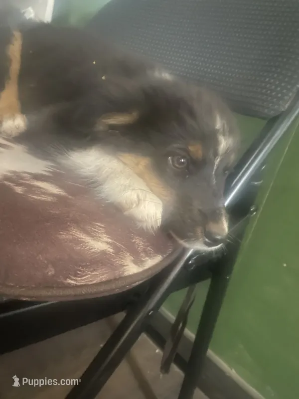 Foxy lady , a female Australian Shepherd for sale in Willcox, AZ – 1 of 1