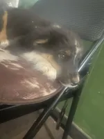 Foxy lady , a female Australian Shepherd for sale in Willcox, AZ – 1 of 1