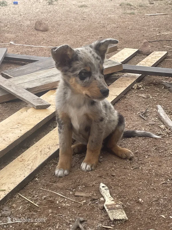 Tails, a male Australian Shepherd for sale in Willcox, AZ – 1 of 2