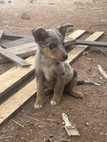 Tails, a male Australian Shepherd for sale in Willcox, AZ – 1 of 2