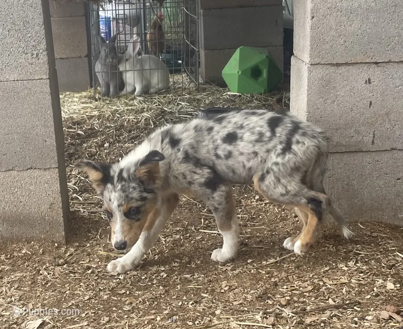 Scouse, a male Australian Shepherd for sale in Willcox, AZ – 1 of 2