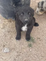 Black Ranger , a male Australian Shepherd for sale in Willcox, AZ – 2 of 2