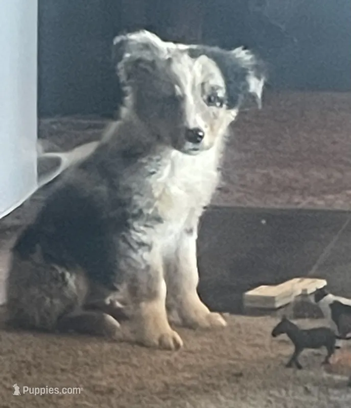 Pig, a male Australian Shepherd for sale in Willcox, AZ – 1 of 3