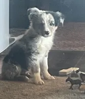 Pig, a male Australian Shepherd for sale in Willcox, AZ – 1 of 3