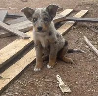 Tails, a male Australian Shepherd for sale in Willcox, AZ – 2 of 2