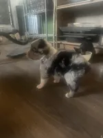 Pig, a male Australian Shepherd for sale in Willcox, AZ – 3 of 3