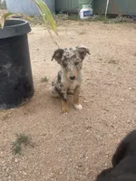 Rainbow , a male Australian Shepherd for sale in Willcox, AZ – 3 of 3