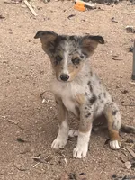 Scouse, a male Australian Shepherd for sale in Willcox, AZ – 2 of 2