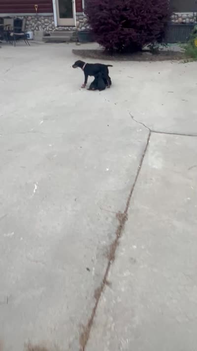 Facility video