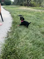 Pink , a female Jagdterrier for sale in Boise, ID – 5 of 6