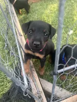 Pink , a female Jagdterrier for sale in Boise, ID – 3 of 6
