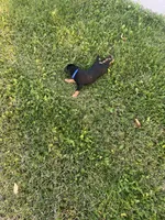 Blue, a male Jagdterrier for sale in Boise, ID – 5 of 10