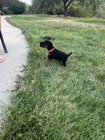 Pink , a female Jagdterrier for sale in Boise, ID – 6 of 6