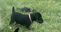 Brown, a male Jagdterrier for sale in Boise, ID – 2 of 8