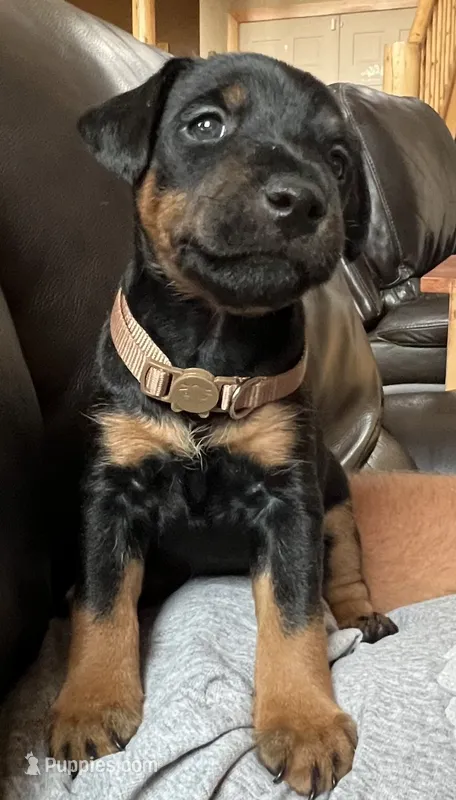 Brown – Jagdterrier puppy for sale in Boise, ID