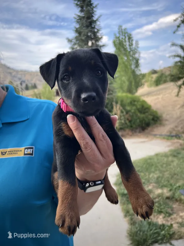Pink  – Jagdterrier puppy for sale in Boise, ID