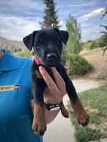 Pink , a female Jagdterrier for sale in Boise, ID – 1 of 6