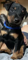 Blue, a male Jagdterrier for sale in Boise, ID – 2 of 10
