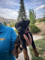 Pink , a female Jagdterrier for sale in Boise, ID – 2 of 6