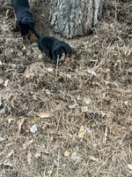 Blue, a male Jagdterrier for sale in Boise, ID – 6 of 10