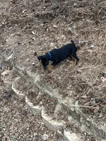 Blue, a male Jagdterrier for sale in Boise, ID – 9 of 10