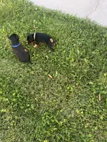 Blue, a male Jagdterrier for sale in Boise, ID – 4 of 10