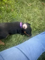 Pink , a female Jagdterrier for sale in Boise, ID – 4 of 6