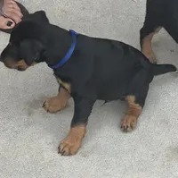Blue, a male Jagdterrier for sale in Boise, ID – 1 of 10