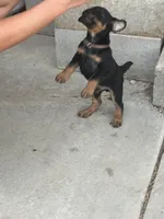 Brown, a male Jagdterrier for sale in Boise, ID – 4 of 8