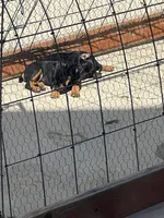 Blue, a male Jagdterrier for sale in Boise, ID – 10 of 10