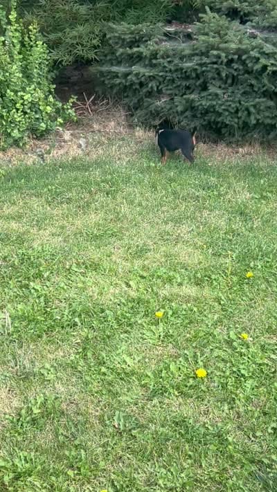 Brown, a male Jagdterrier for sale in Boise, ID – 6 of 8