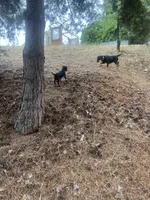 Brown, a male Jagdterrier for sale in Boise, ID – 7 of 8