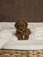 Scout, a female Poodle - Toy  and Double Doodle for sale in Springville, UT – 2 of 7
