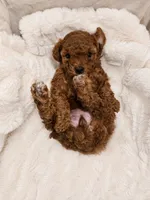 Scout, a female Poodle - Toy  and Double Doodle for sale in Springville, UT – 3 of 7