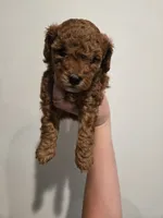 Scout, a female Poodle - Toy  and Double Doodle for sale in Springville, UT – 7 of 7