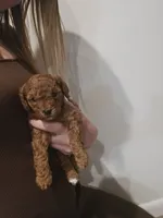 Scout, a female Poodle - Toy  and Double Doodle for sale in Springville, UT – 4 of 7
