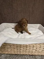 Scout, a female Poodle - Toy  and Double Doodle for sale in Springville, UT – 6 of 7