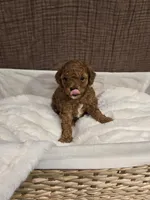 Scout, a female Poodle - Toy  and Double Doodle for sale in Springville, UT – 5 of 7