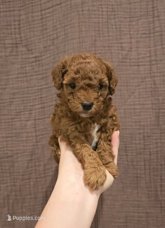 Scout – Poodle - Toy , Double Doodle puppy for sale in Springville, UT