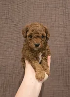 Scout, a female Poodle - Toy  and Double Doodle for sale in Springville, UT – 1 of 7