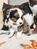 Pluto, a male Miniature Australian Shepherd for sale in Marlow, OK – Photo 9 of 9