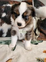 Pluto, a male Miniature Australian Shepherd for sale in Marlow, OK – Photo 3 of 9